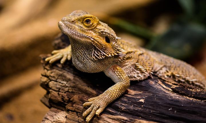 Did you know bearded dragons change their gender? Here is how and why!
