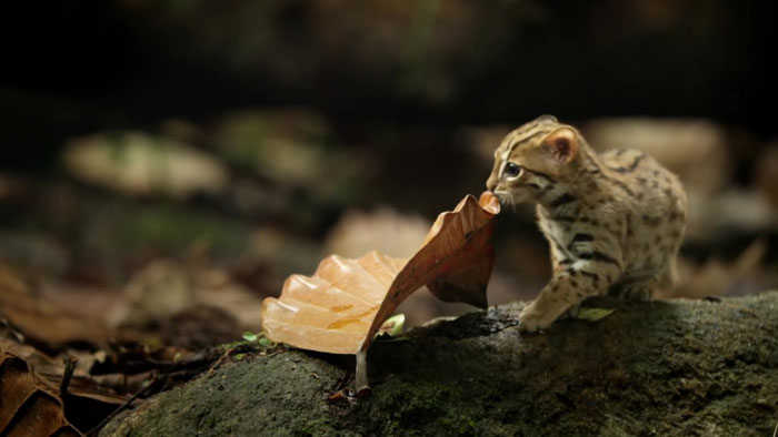 This is the world’s tiniest cat!