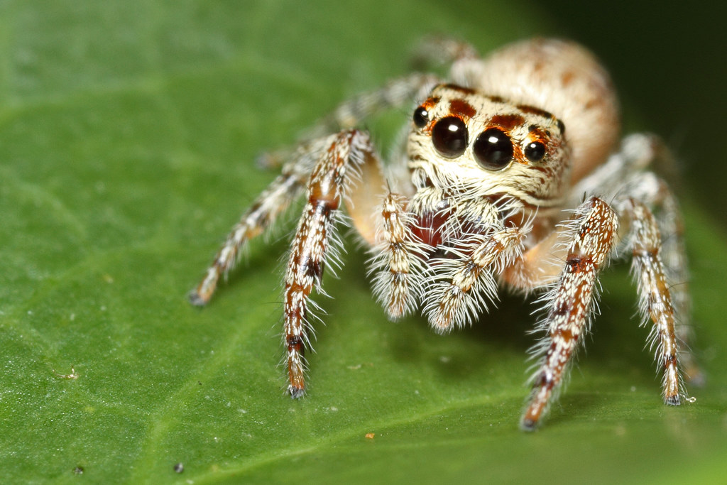 The world’s smallest insects