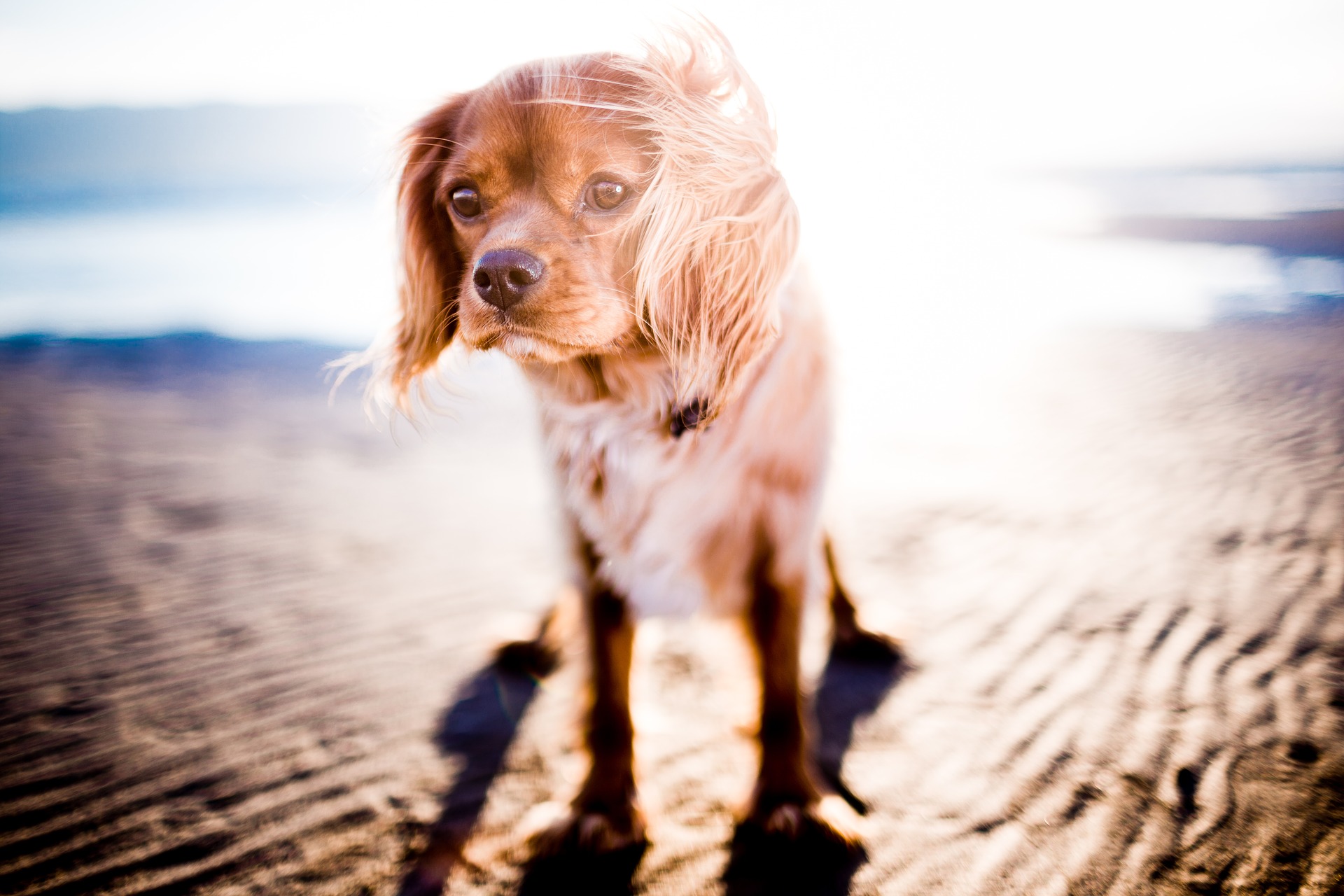 Can animals get sunburned?