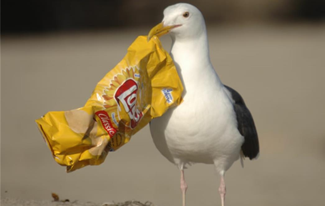 This is how you get rid of cheeky gulls that come for your food