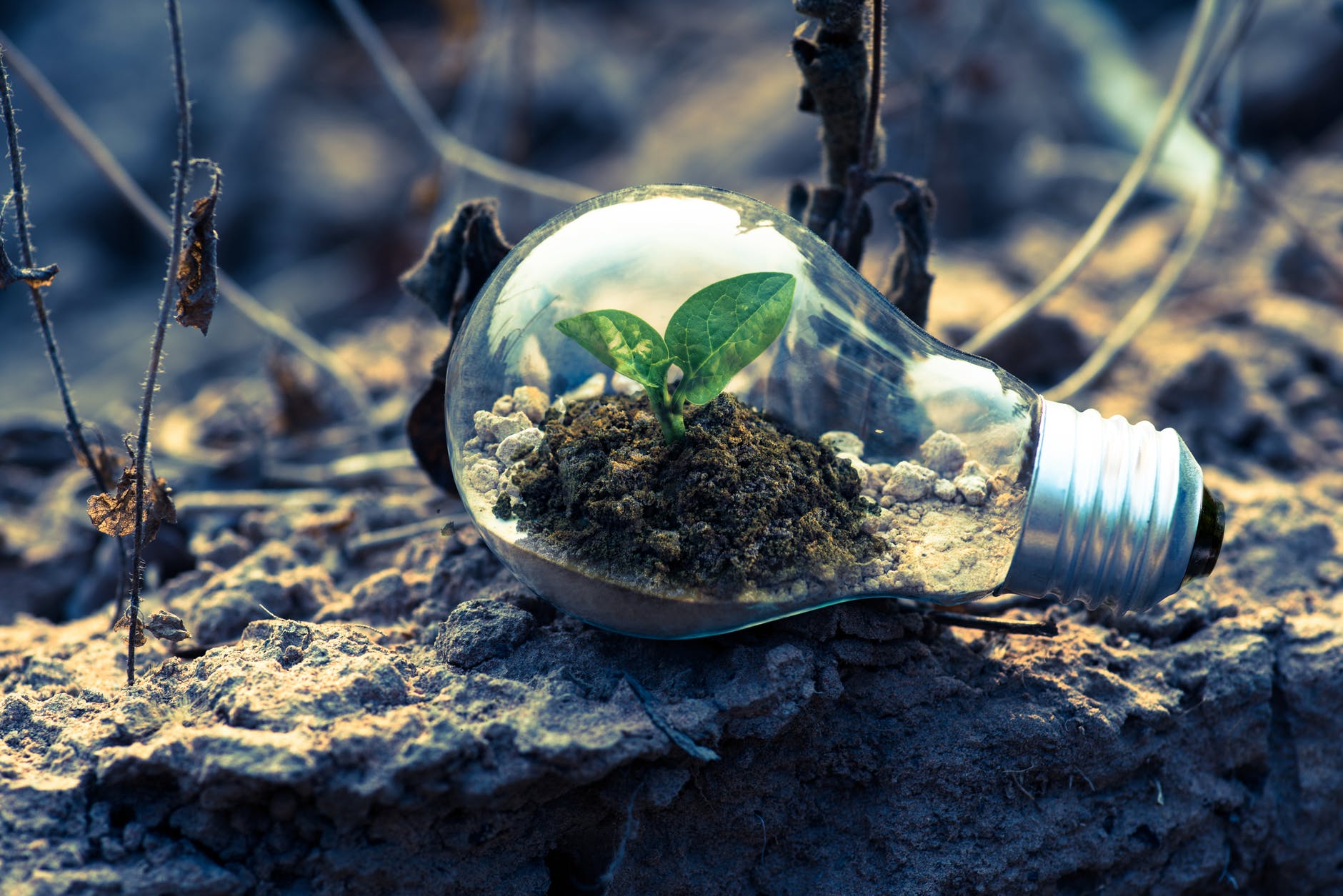 Scientists created a bacteria to eat CO2
