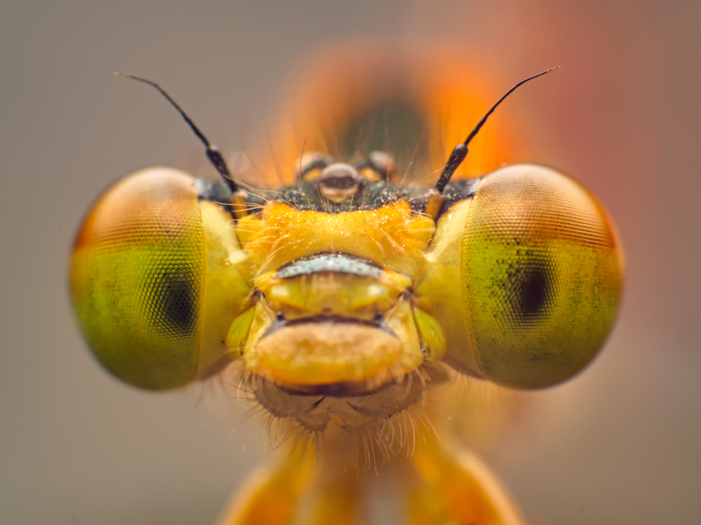 The smallest insects in the world