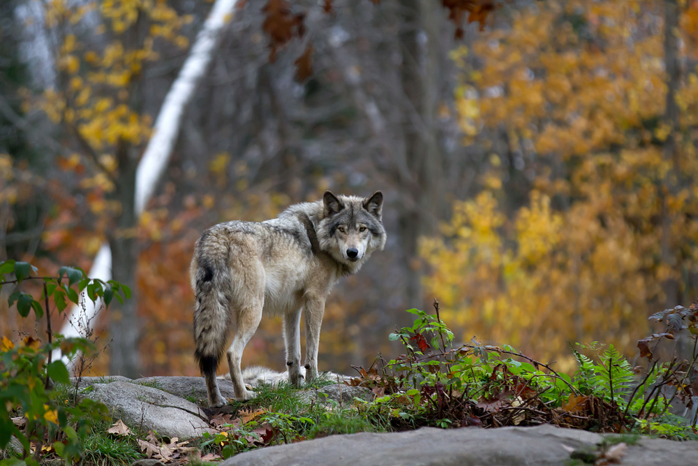 The wolves are returning to Europe