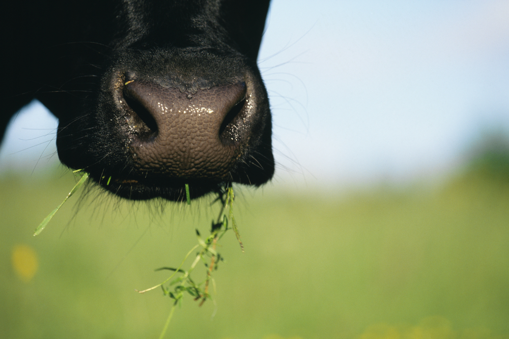 The greatest unanswered questions about animals