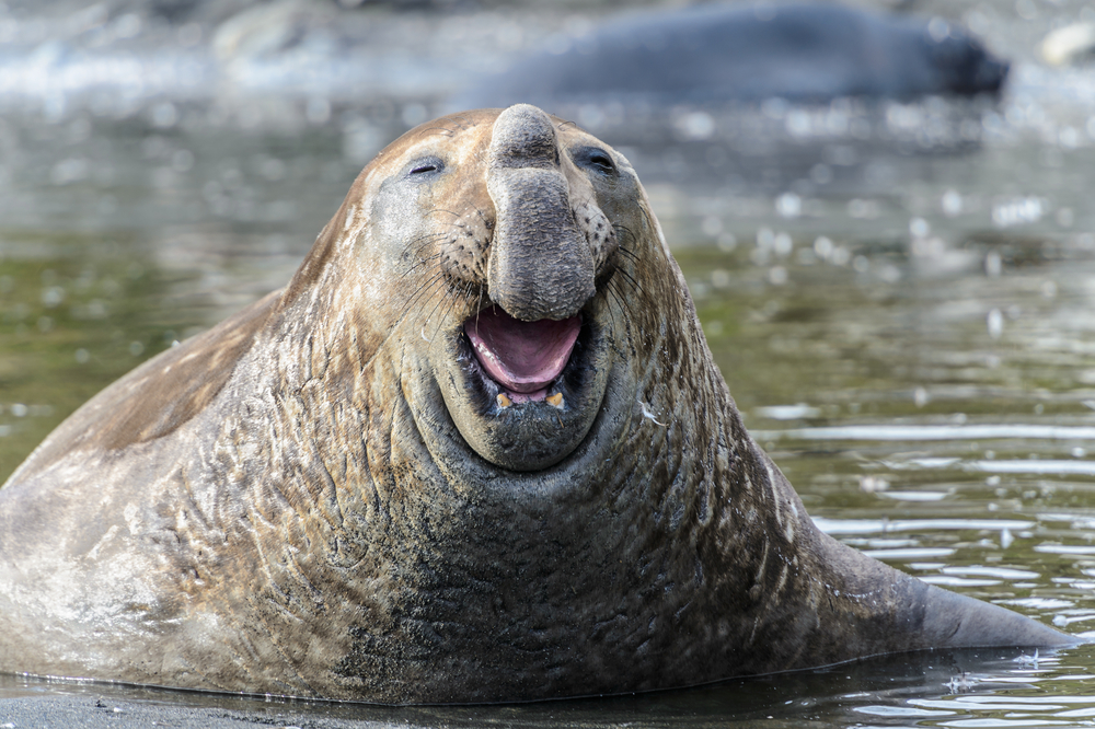 Can animals actually laugh?