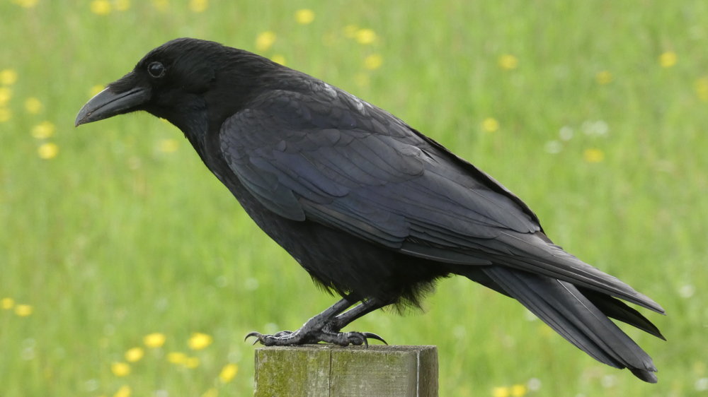 How intelligent are crows?