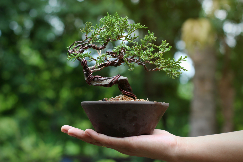 How to keep your bonsai tree happy and healthy