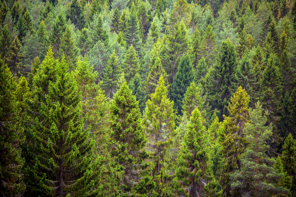 This is why evergreen trees don’t shed their needle-like leaves  