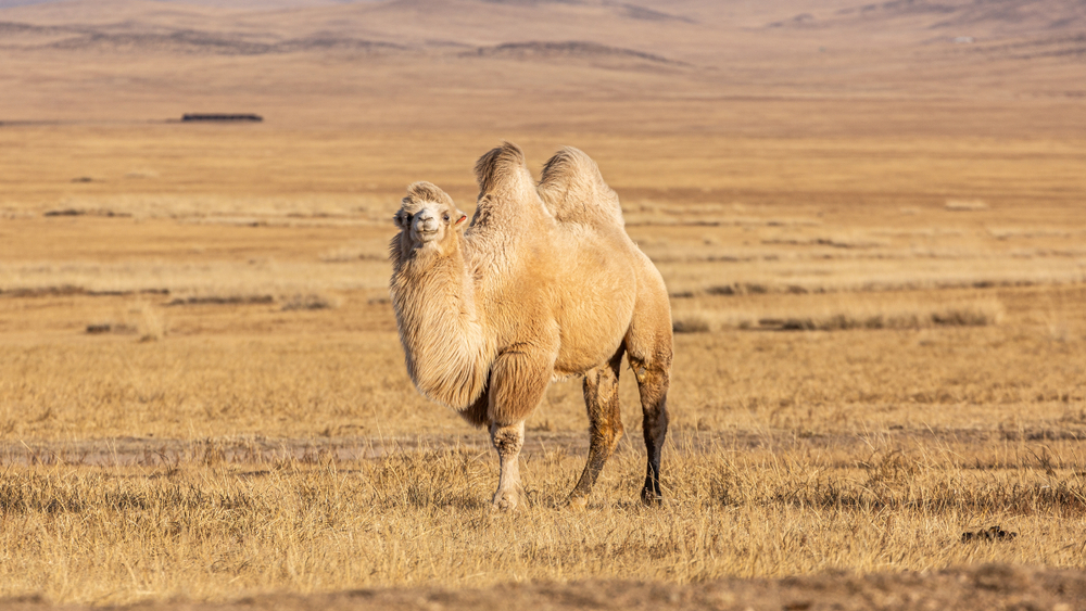 Why does a camel have humps?