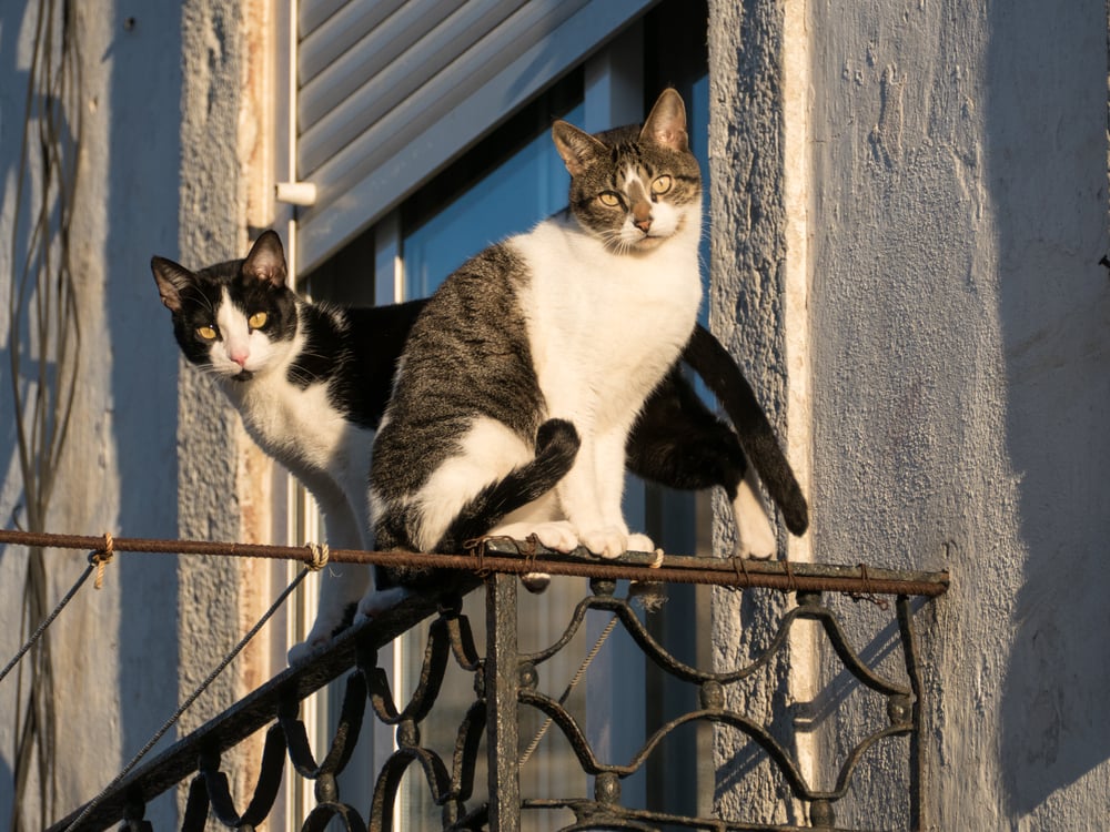 Does a cat have nine lives or are they just good at heights?