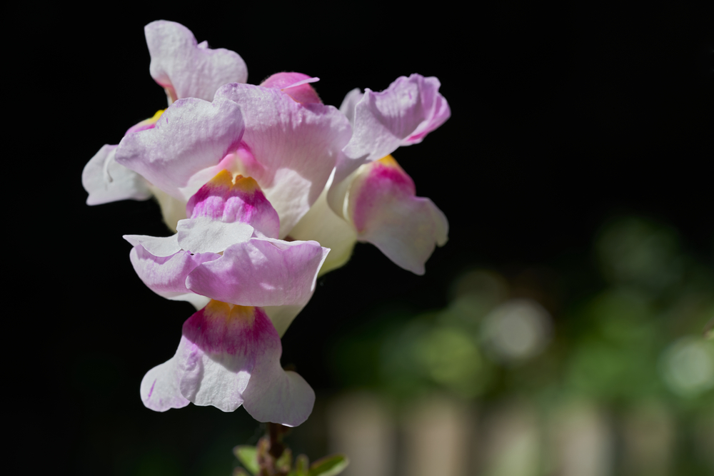 The lesson of the buttercup and the snapdragon