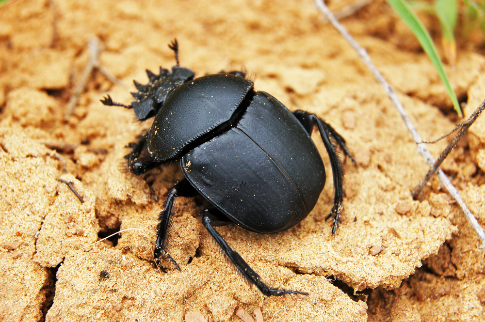 Do Dung Beetles Use Stars To Navigate?