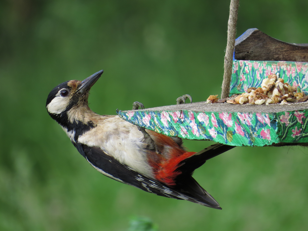 Stunning pictures thanks to a simple camera and a bird feeder