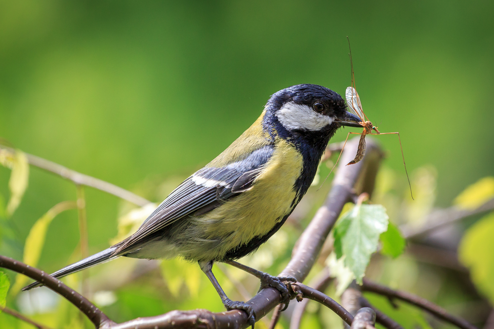 Birds that eat mosquitoes