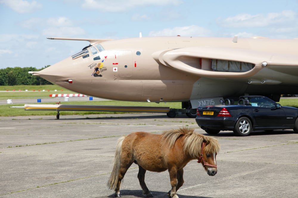 Miniature horse takes flight