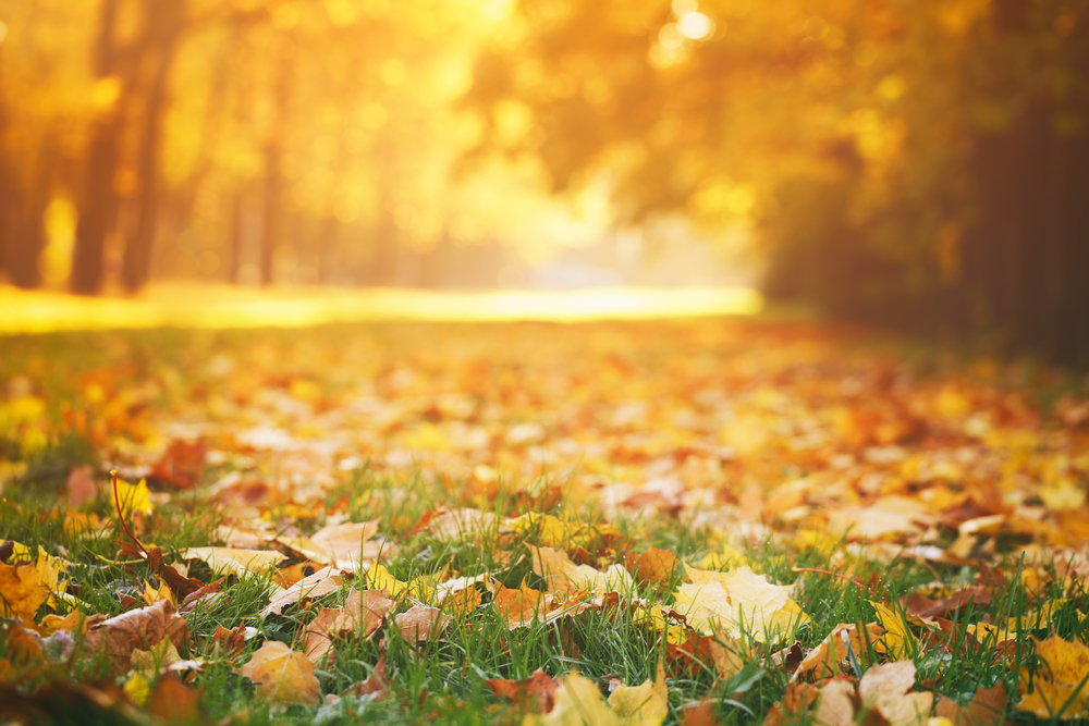 Why Leaves Change Color During Fall