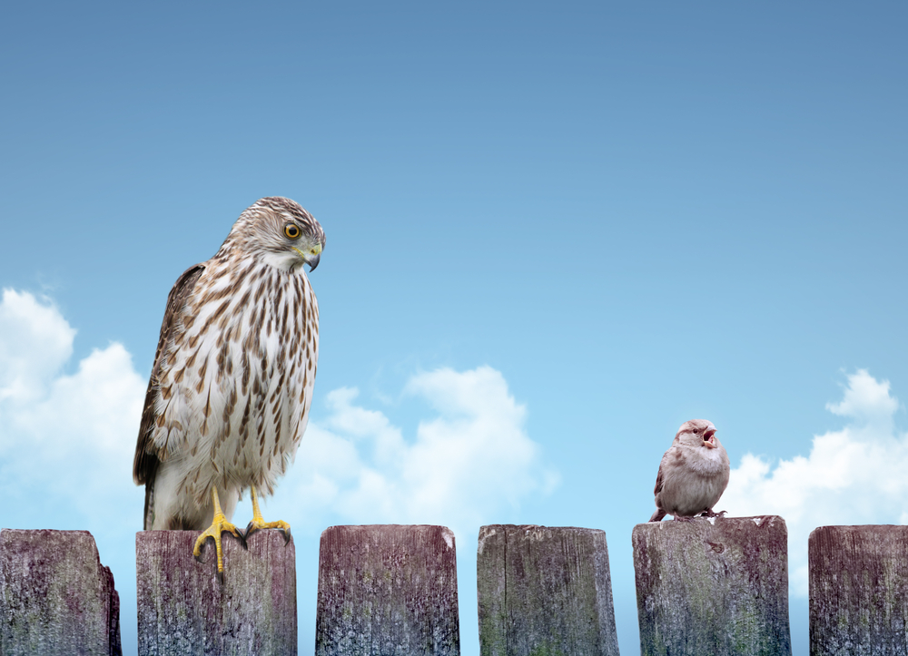 How climate change can make birds smaller