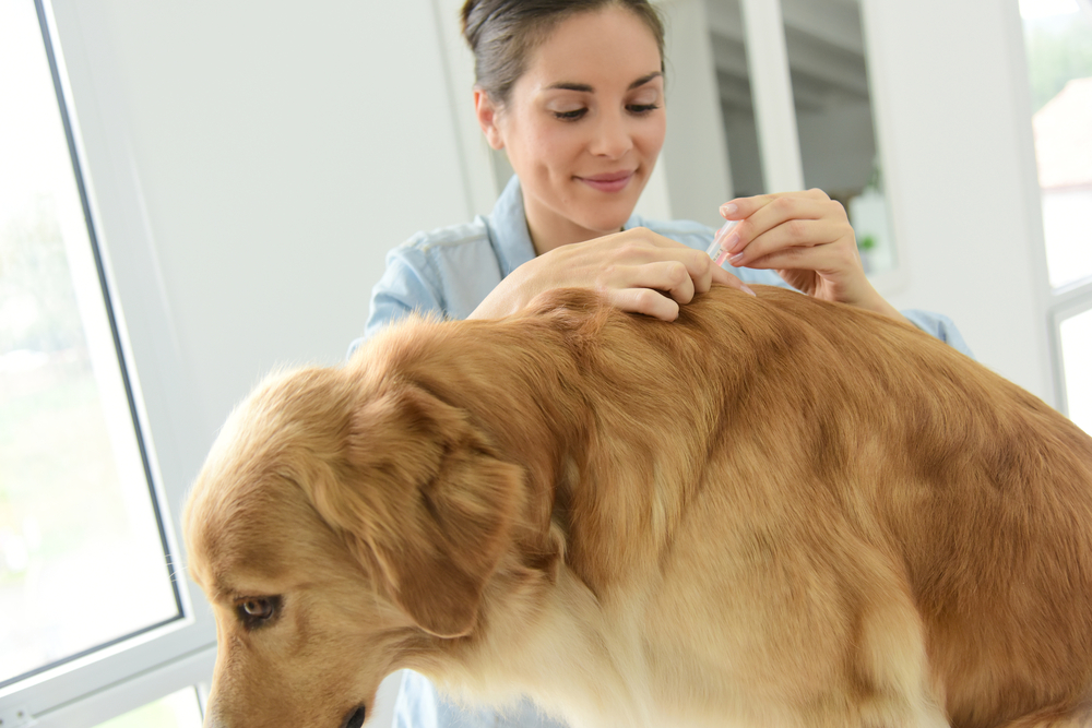 How to get rid of fleas in your home