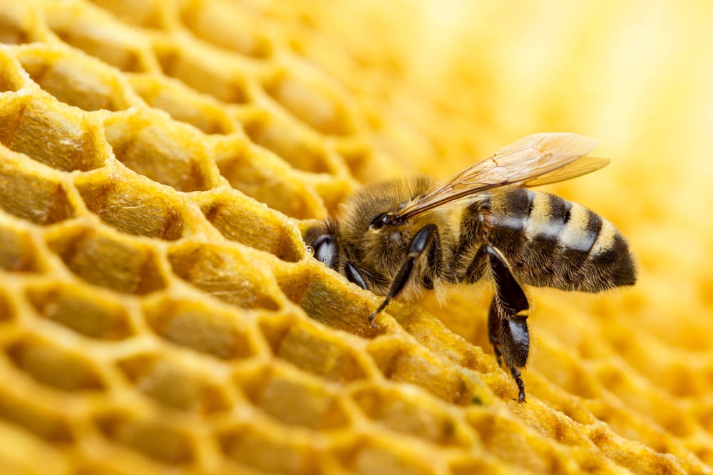 Scientists explain the amazing process by which bees make honeycombs.