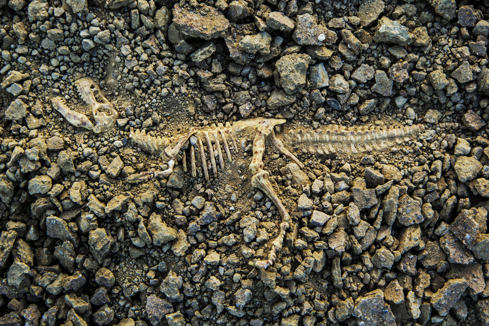 The first dinosaur found with parasites