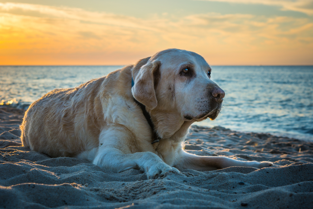Your dog can have a depression too