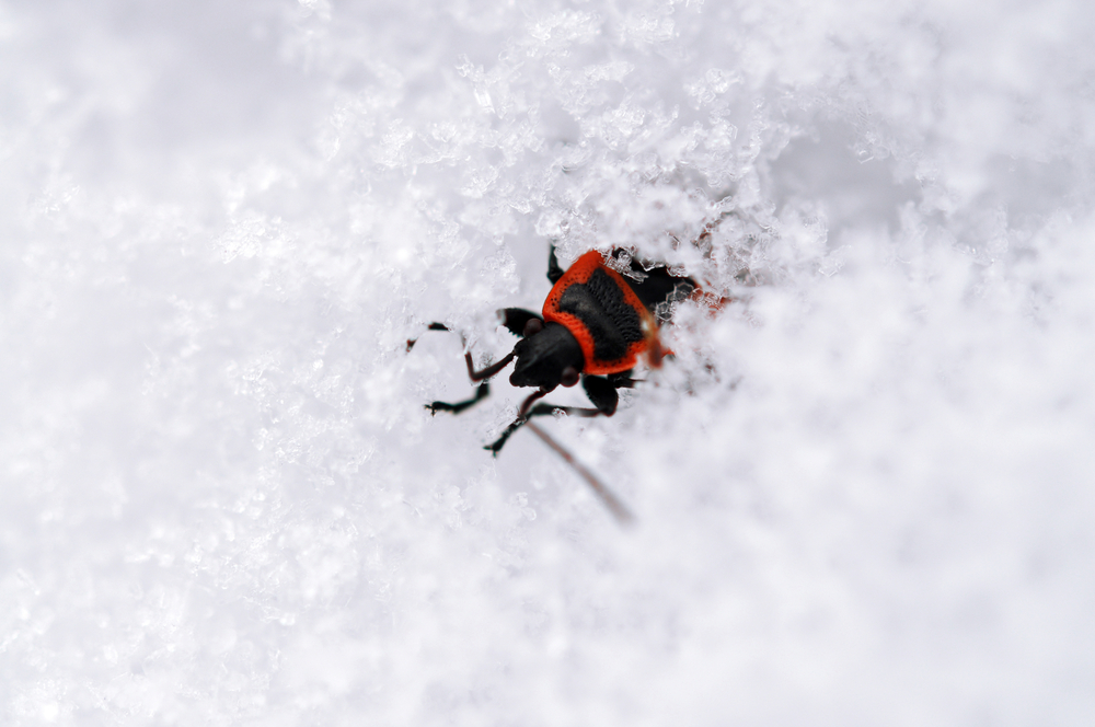 Do ticks bite in the winter?