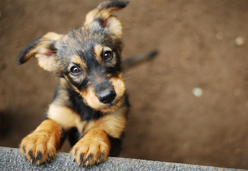 Scientists explain: Dogs are not colorblind