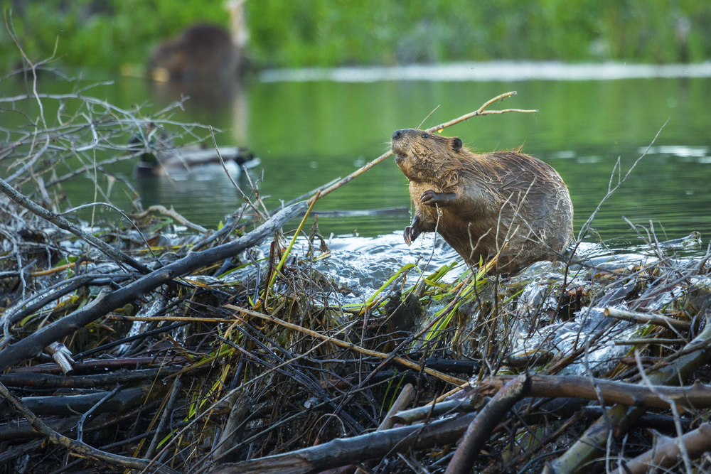 The reason why beavers build dams