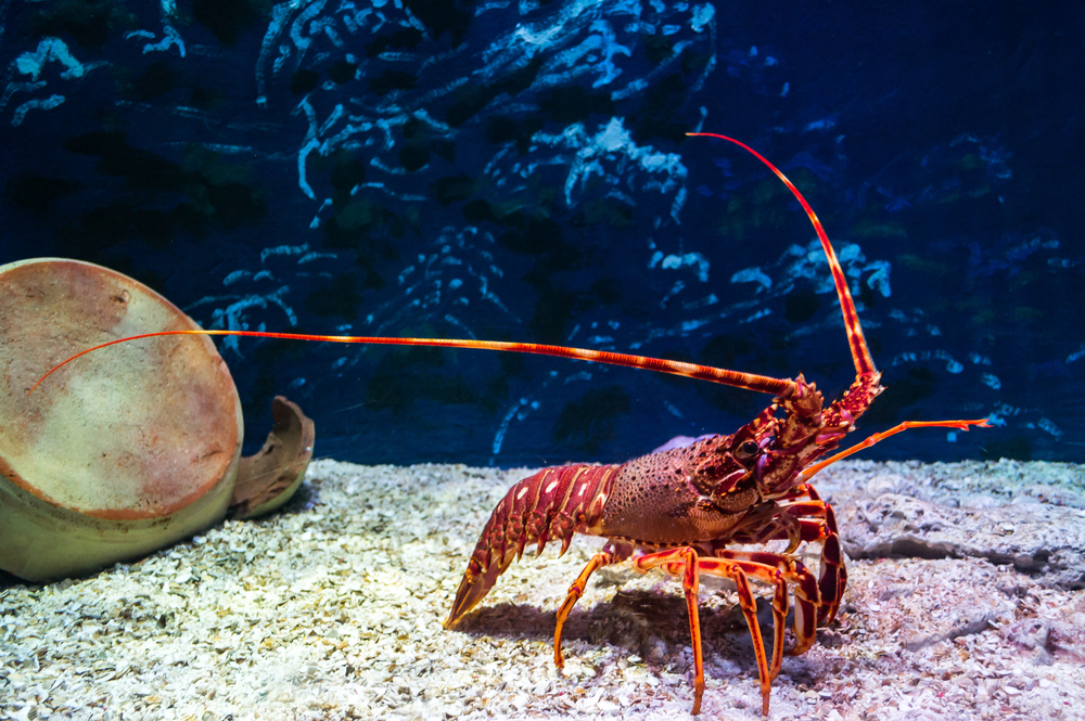 Do lobsters feel pain?