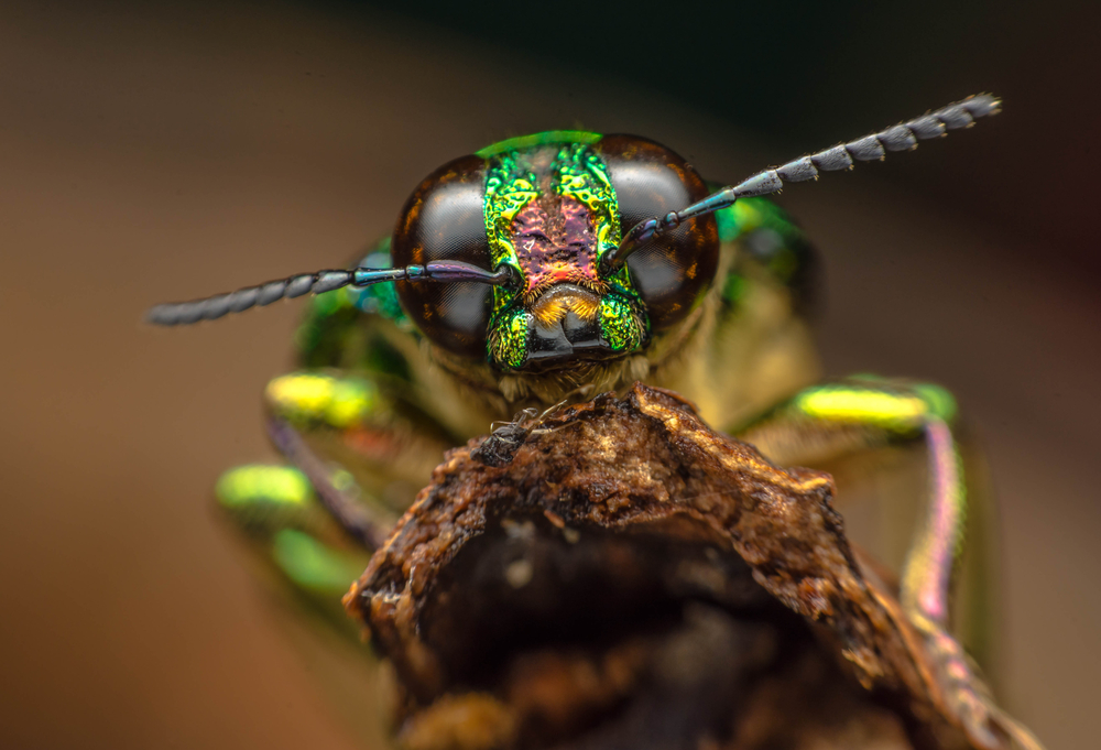 Do insects feel pain like we do?