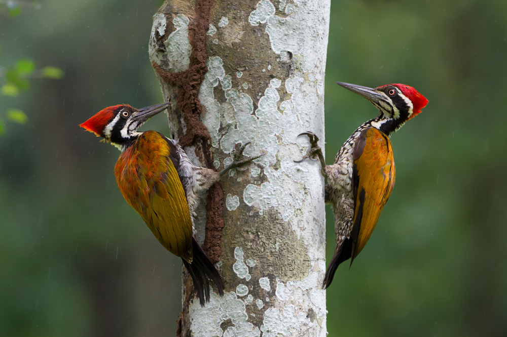 The reason why woodpeckers peck