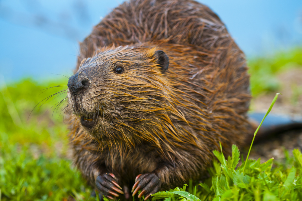 How dangerous are beavers?