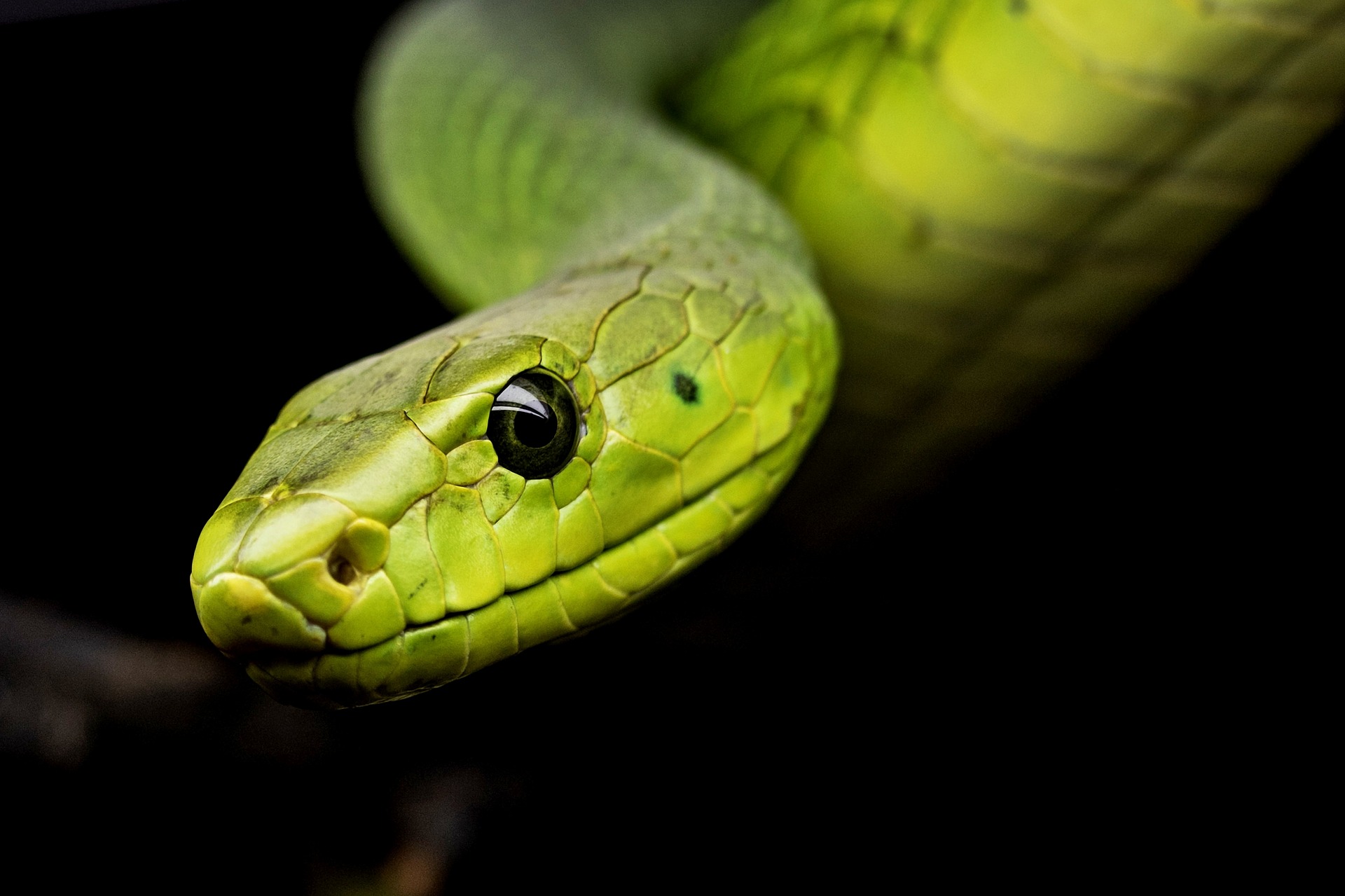 This is how snake venom works